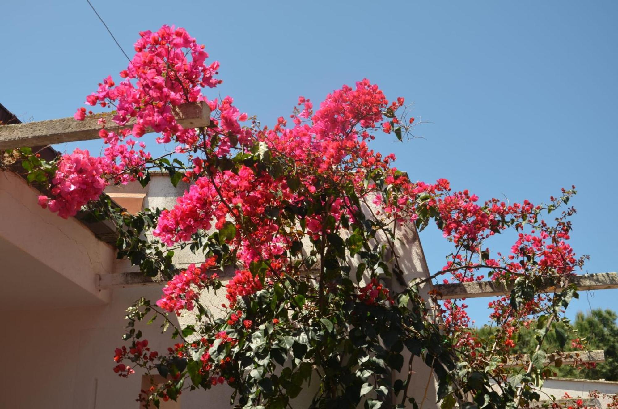 Villa Teti - Sicilia Кампофеличе ди Рокела Екстериор снимка